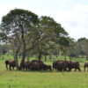 elephants at taita hills