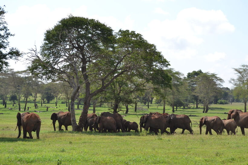 elephants at taita hills