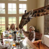 giraffe-manor