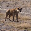 hyena at Amboseli