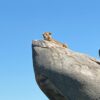 A lion lying on a rock