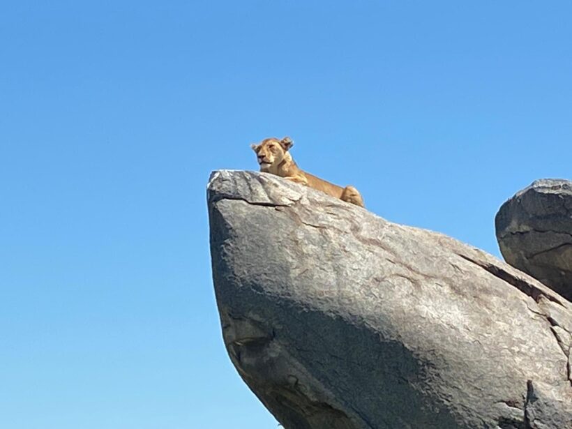 A lion lying on a rock